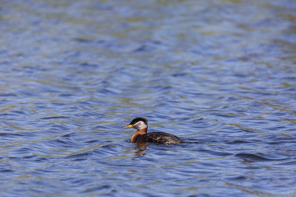 Red-necked Grebe - ML454140121