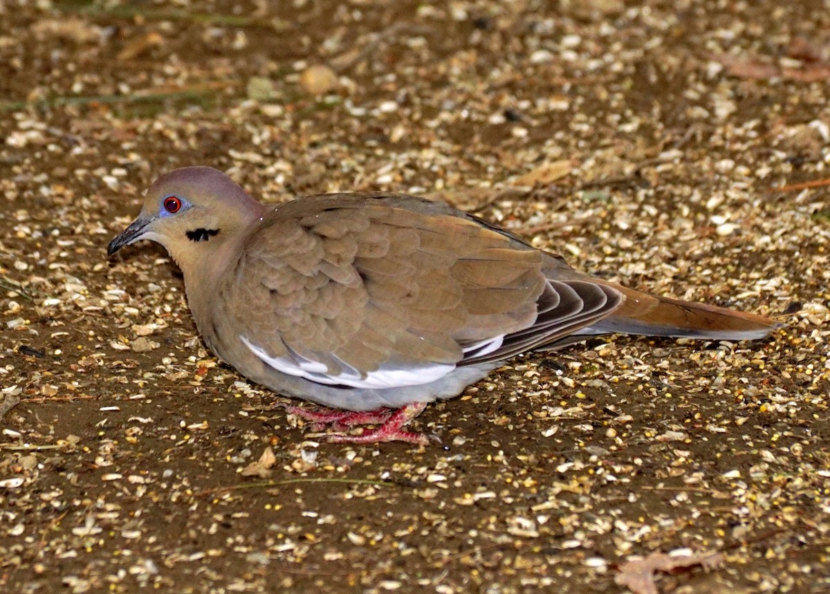 White-winged Dove - Mike Gallaway