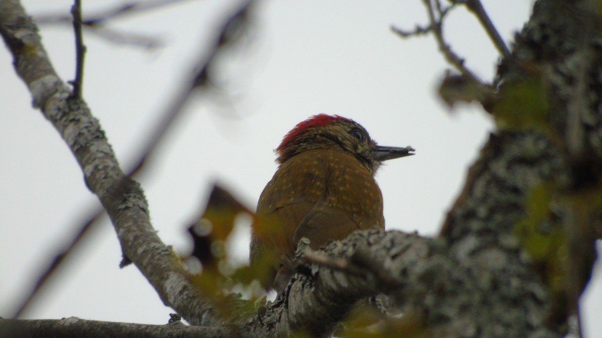 Dot-fronted Woodpecker - ML454144061