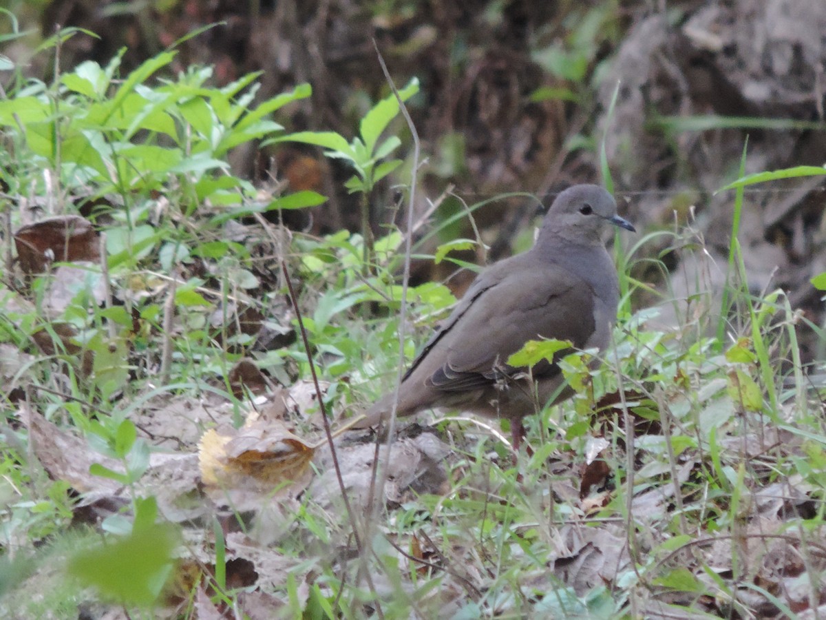Large-tailed Dove - ML454150851
