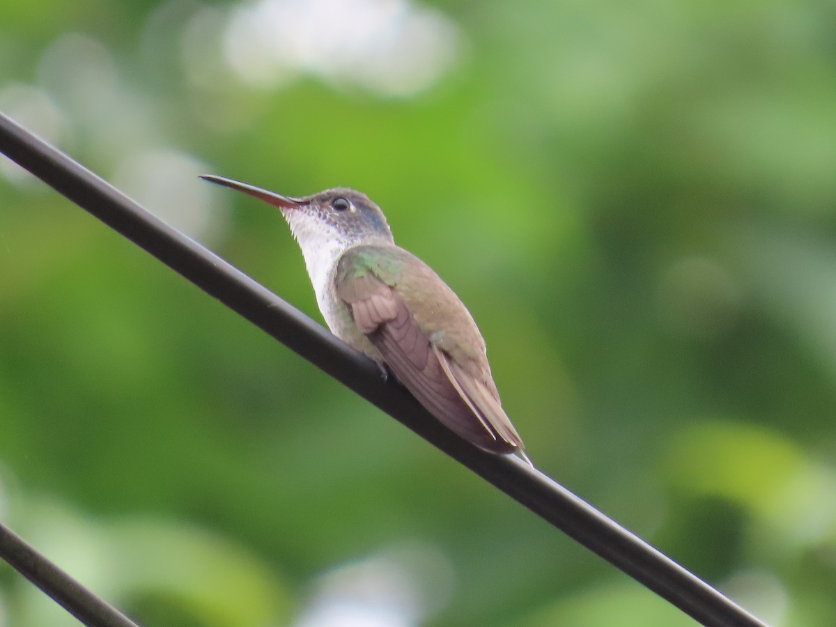 Azure-crowned Hummingbird - ML454154181