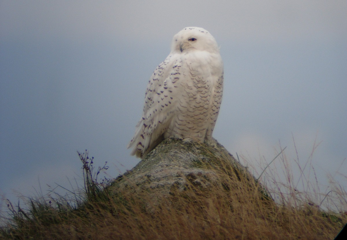 Snowy Owl - ML45415811