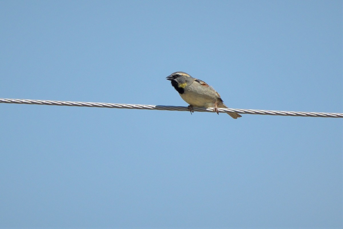 Dead Sea Sparrow - ML454164281
