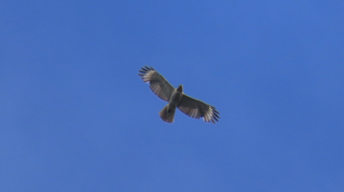 Red-shouldered Hawk (lineatus Group) - Jon P. Ruddy