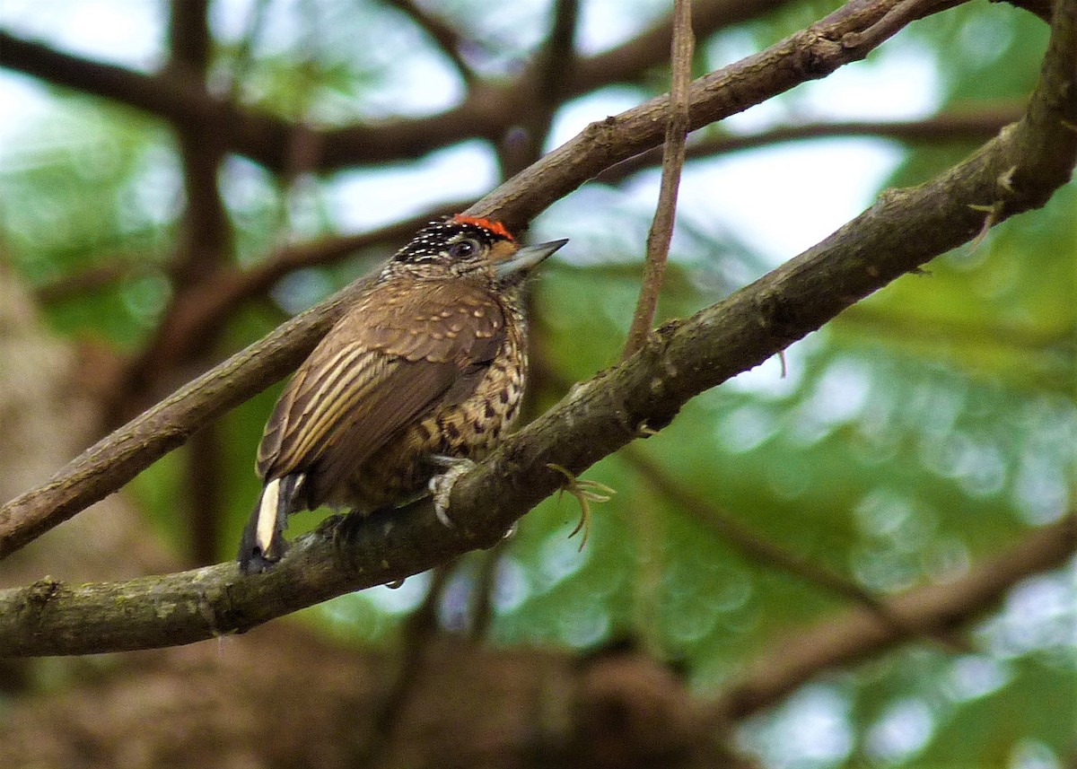 White-wedged Piculet - ML454174501