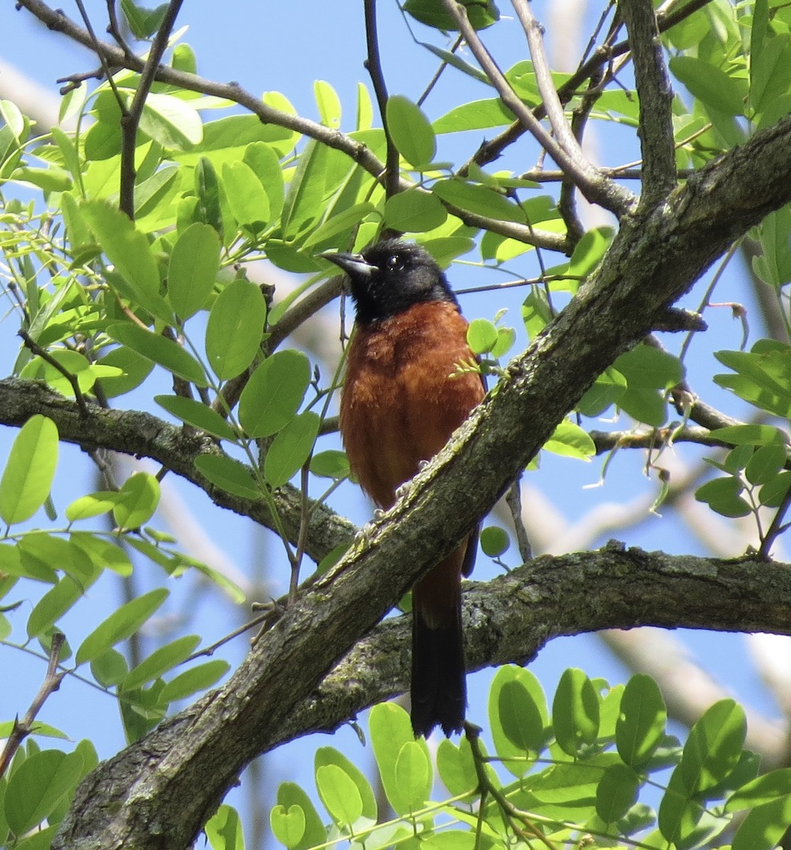 Orchard Oriole - ML454176861