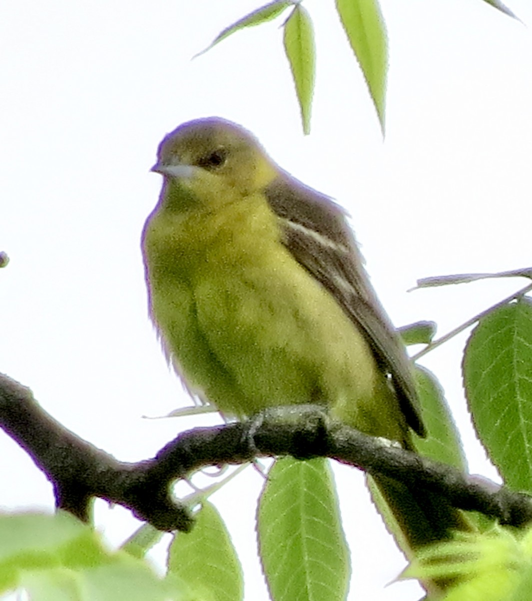 Orchard Oriole - ML454176871