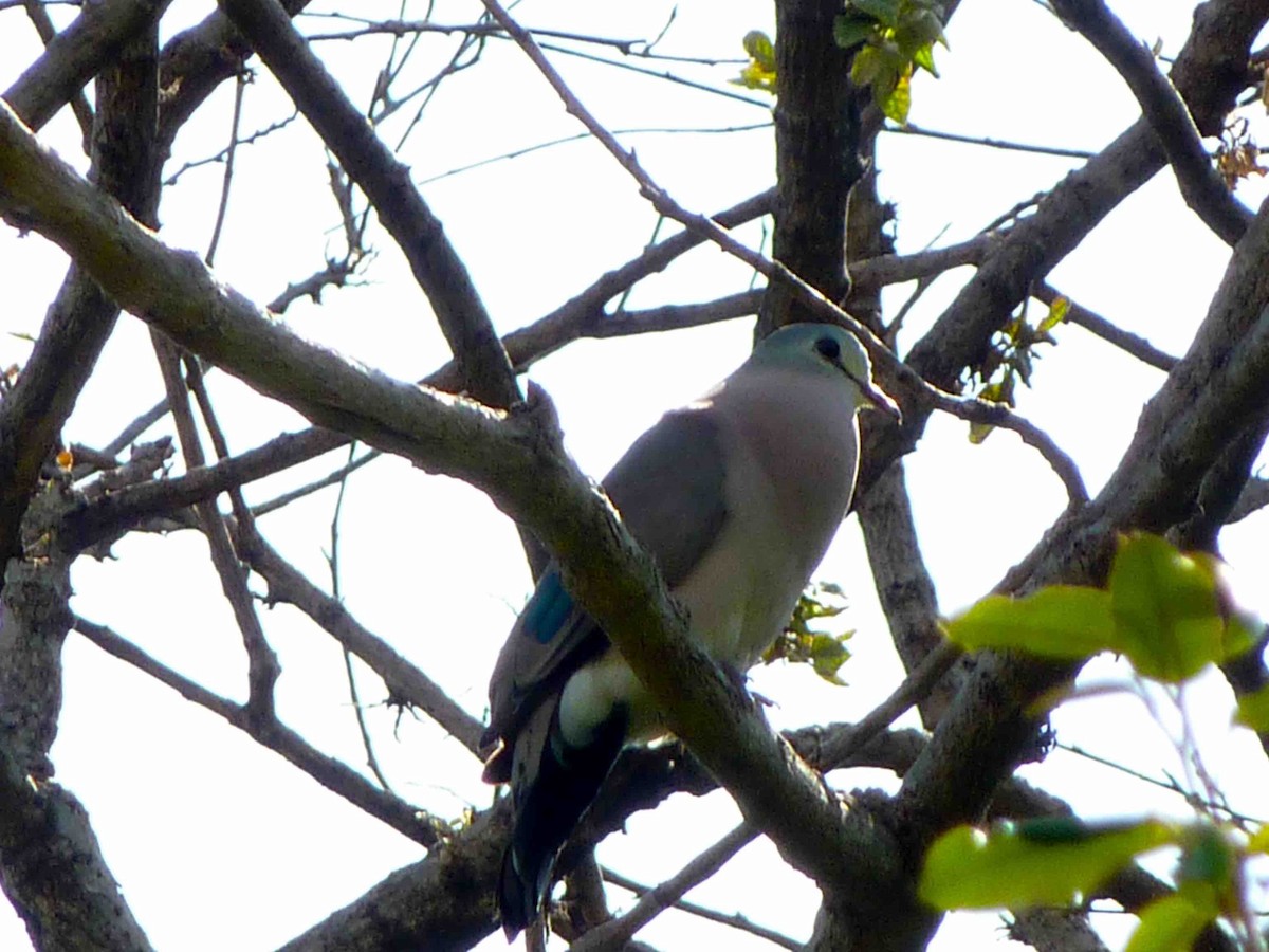 Emerald-spotted Wood-Dove - ML45417841