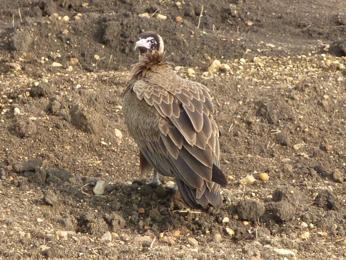 Hooded Vulture - ML45418201
