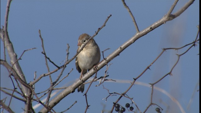 Field Sparrow - ML454186
