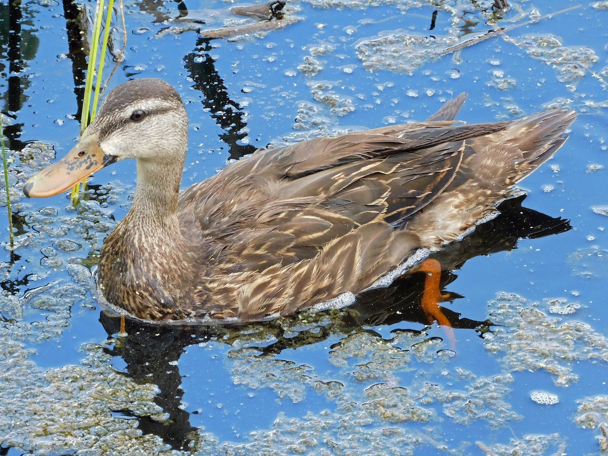 Mottled Duck - Mark Penkower
