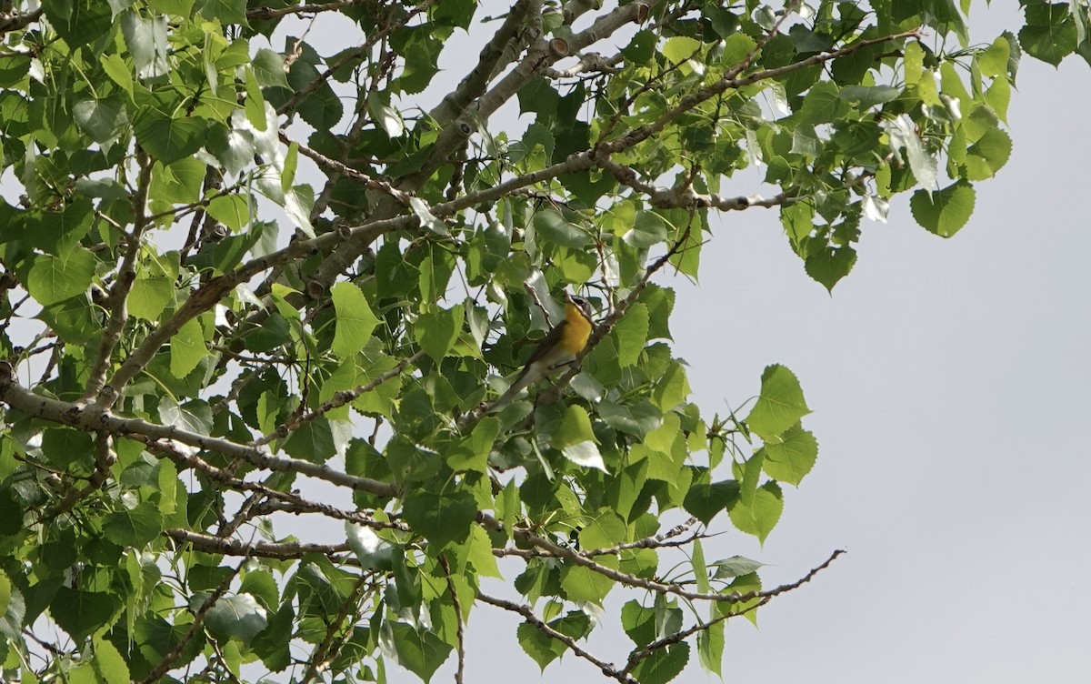 Yellow-breasted Chat - ML454190091