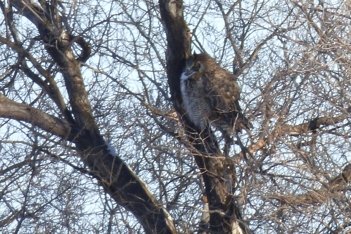 Great Horned Owl - ML45419561
