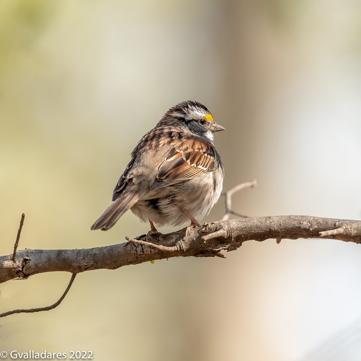 White-throated Sparrow - ML454198001