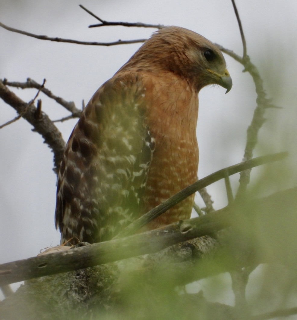 Red-shouldered Hawk - Cathie Canepa