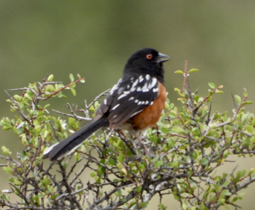 Spotted Towhee - ML454199201