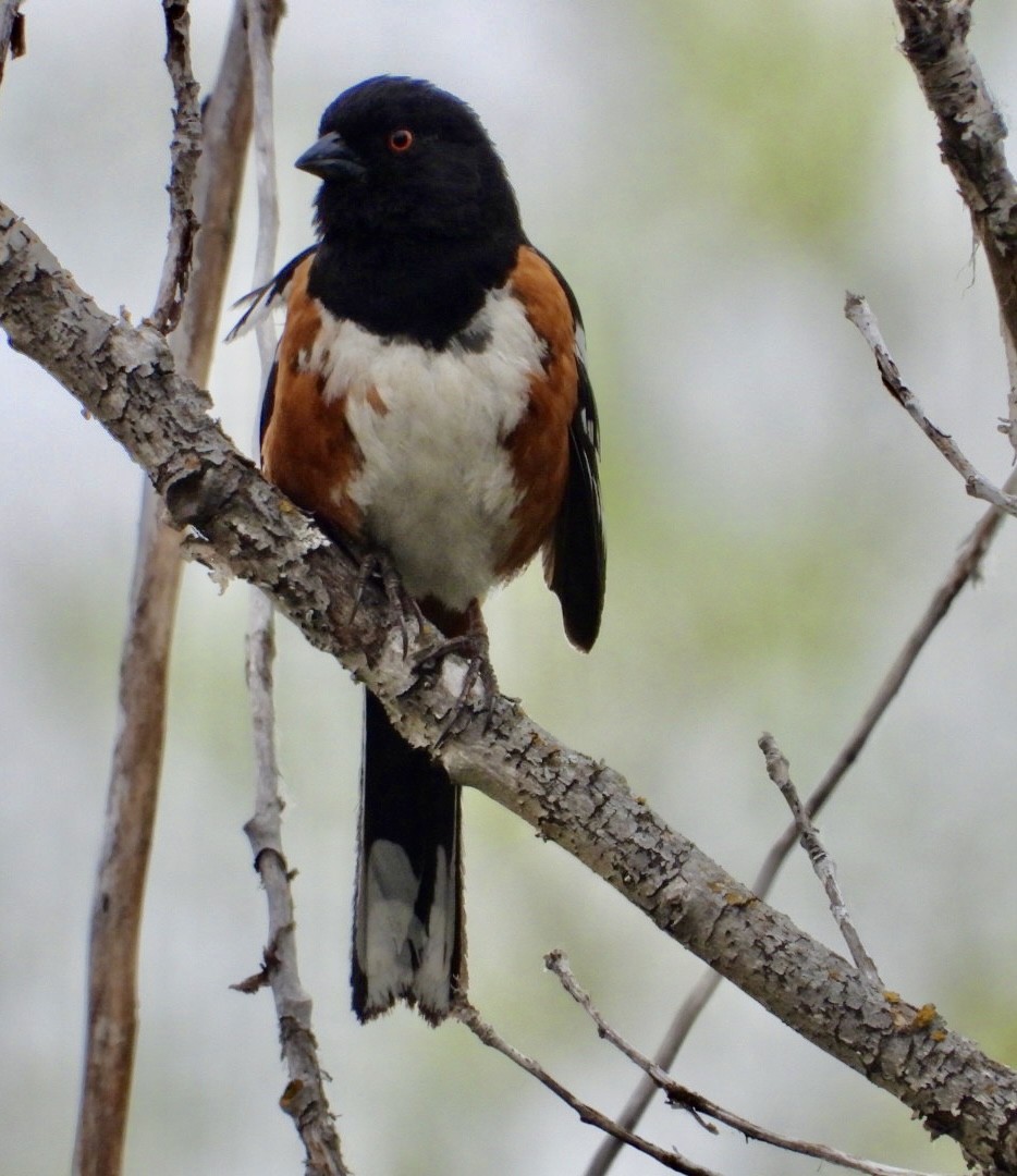 Spotted Towhee - ML454199211
