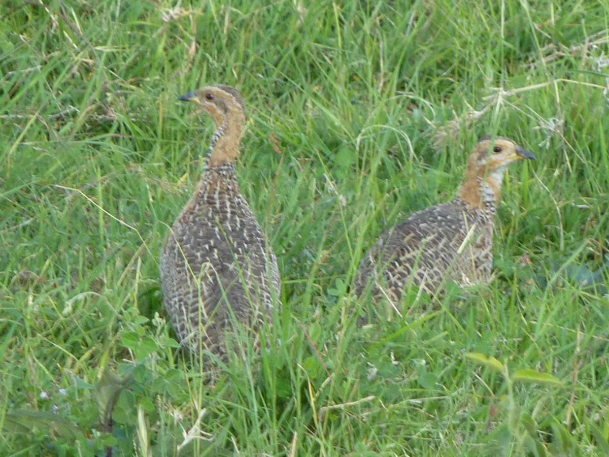 Red-winged Francolin - ML45420201