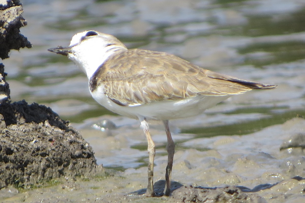 Collared Plover - ML45420361