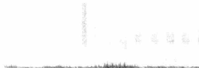Black-tailed Gnatcatcher - ML454207721