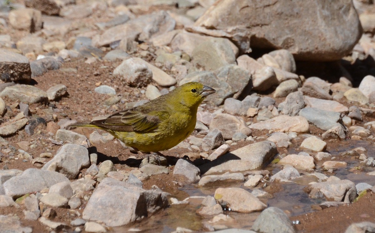 Greenish Yellow-Finch - David M. Bell