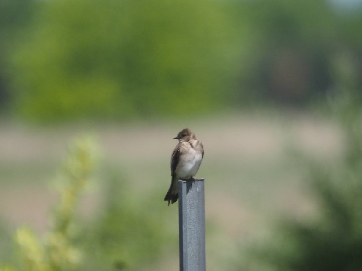 Northern Rough-winged Swallow - ML454210201
