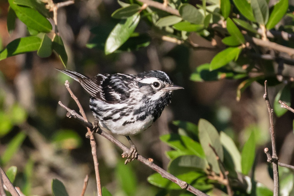Black-and-white Warbler - ML454212281