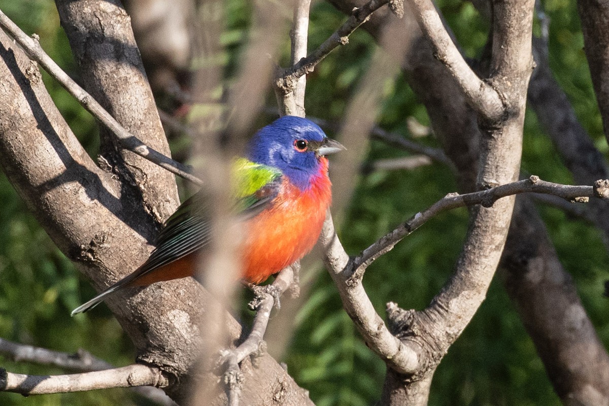 Painted Bunting - ML454212381