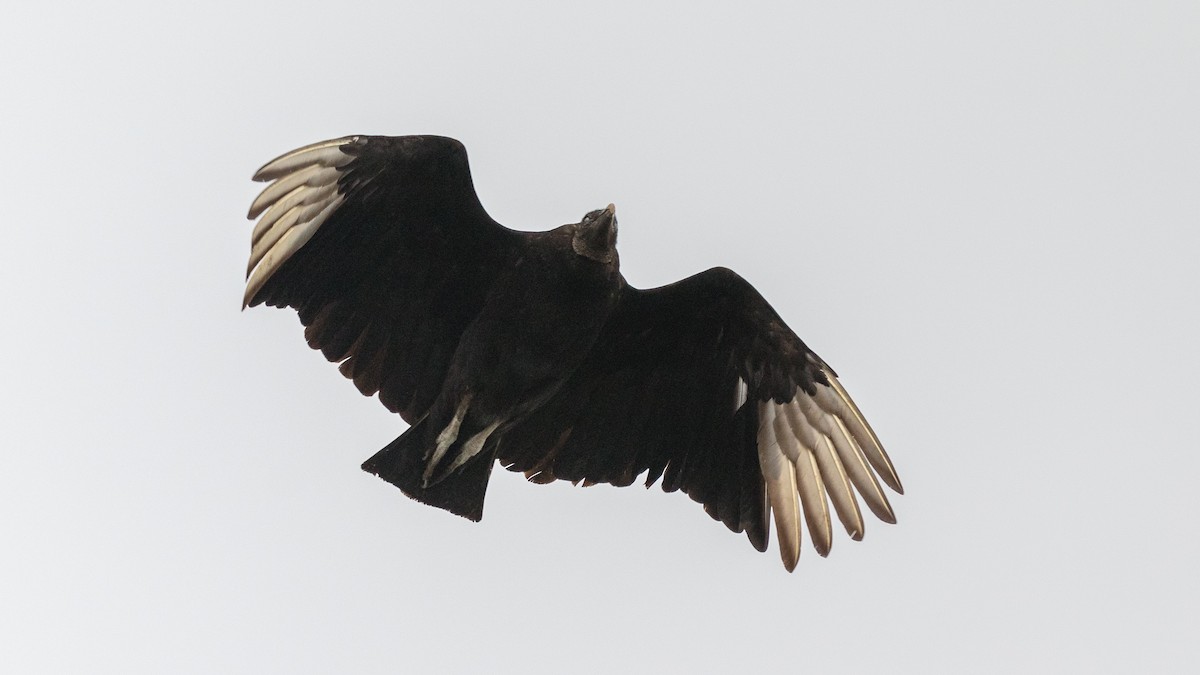 Black Vulture - ML454218641