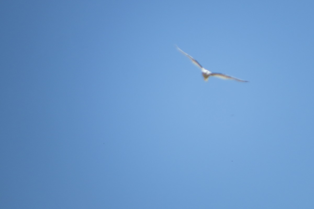 White-tailed Kite - Nelson  Contardo