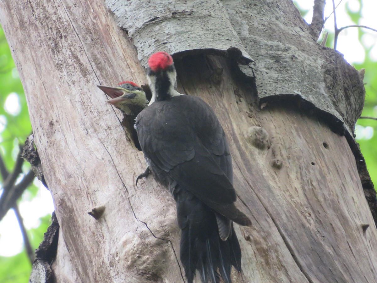 Pileated Woodpecker - ML454220451