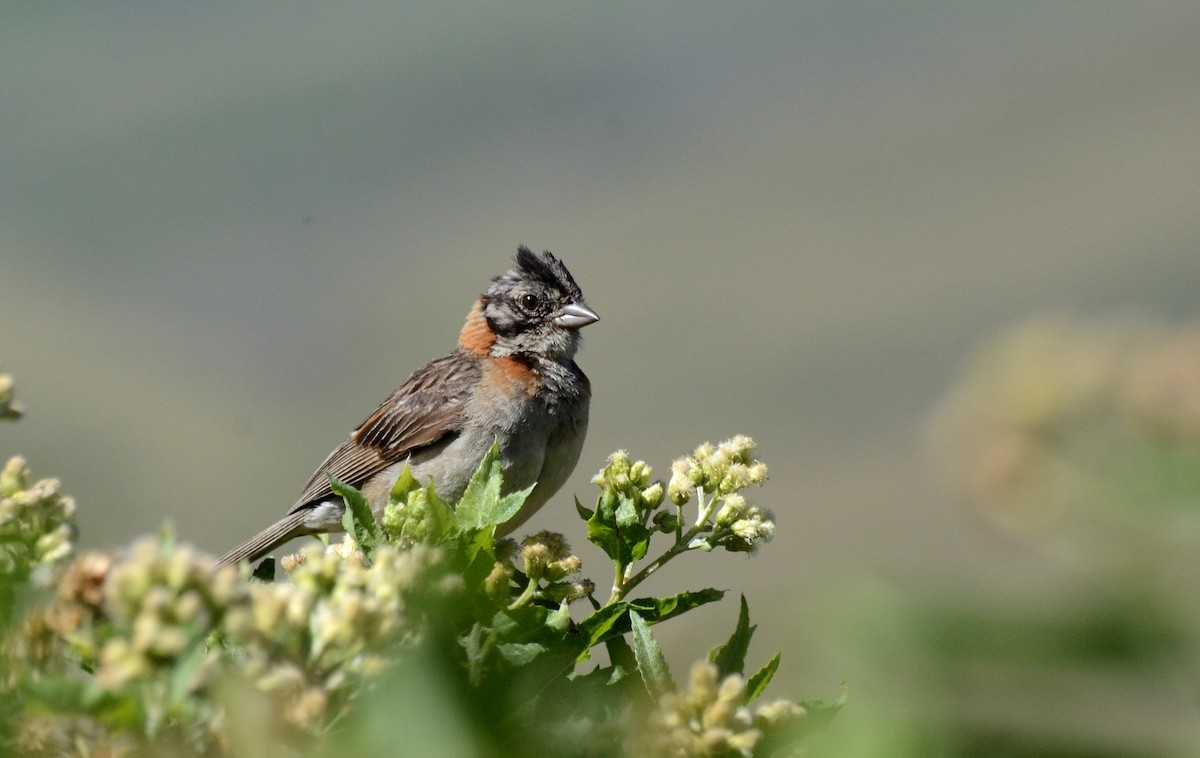 Rufous-collared Sparrow - David M. Bell