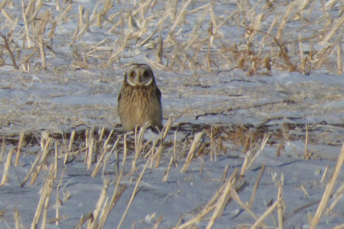 Short-eared Owl - ML45422191