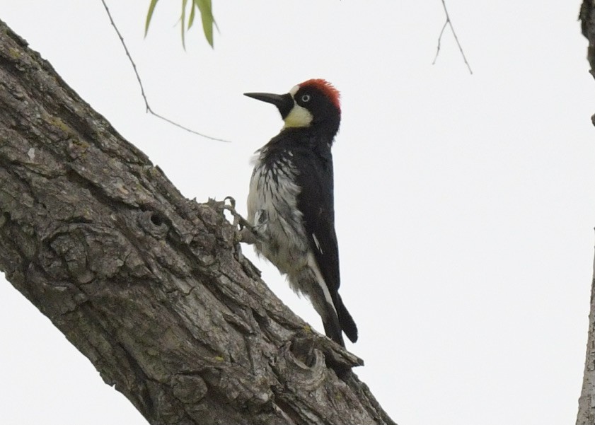 Acorn Woodpecker - Tsaiwei Olee