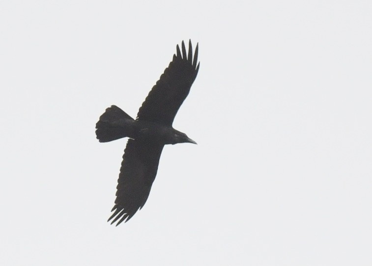 Common Raven - Tsaiwei Olee