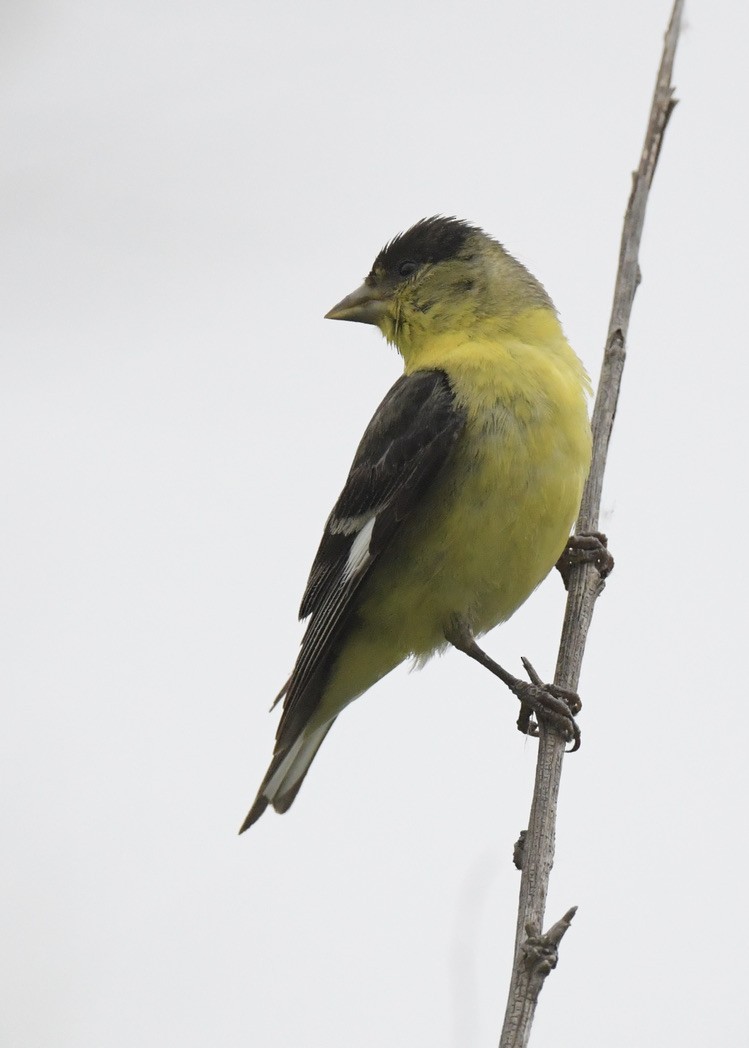Lesser Goldfinch - Tsaiwei Olee