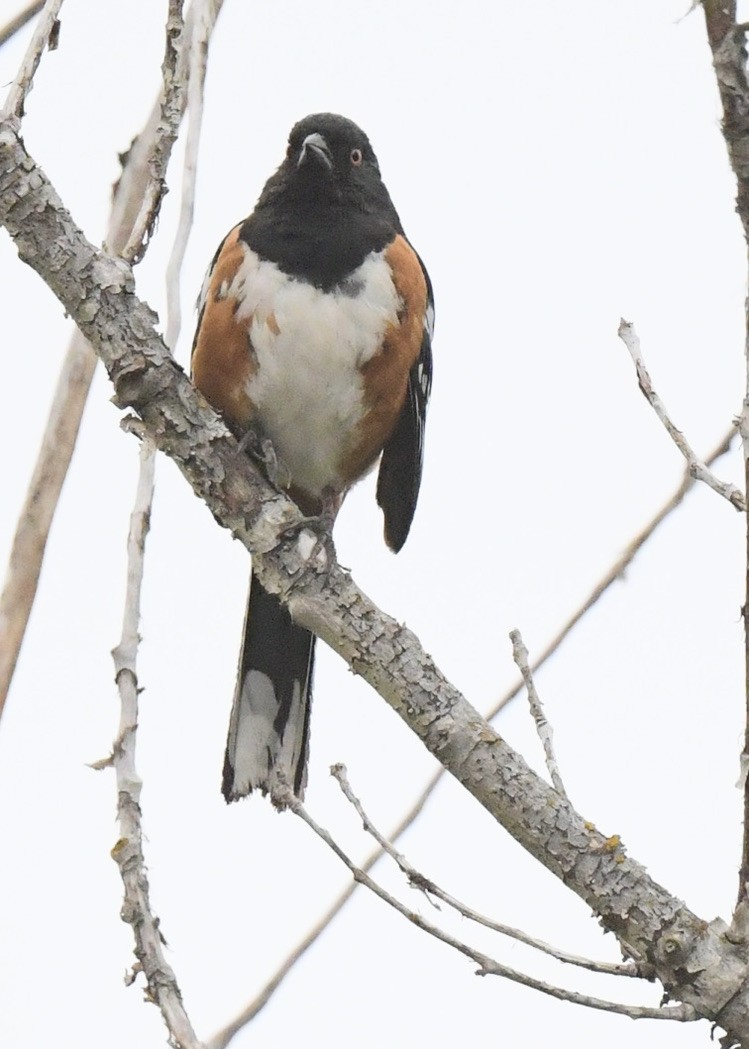 Spotted Towhee - ML454231291