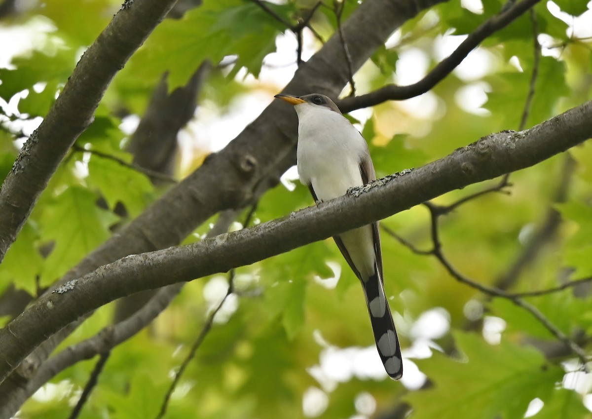 Yellow-billed Cuckoo - André Lanouette