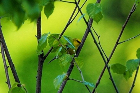 Blue-winged Warbler - Layne Hagerman