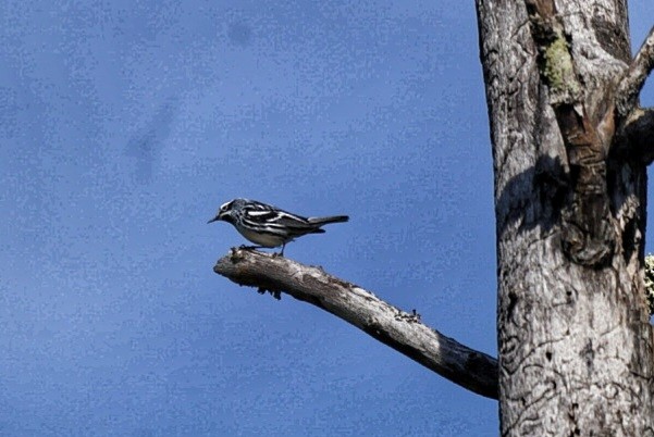 Black-and-white Warbler - ML454244671