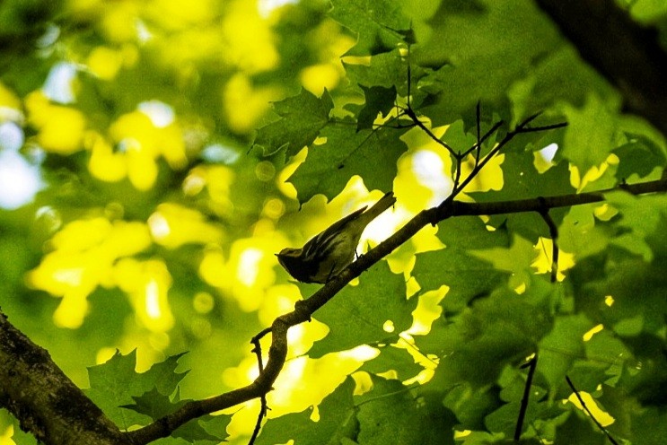 Black-throated Green Warbler - ML454244951