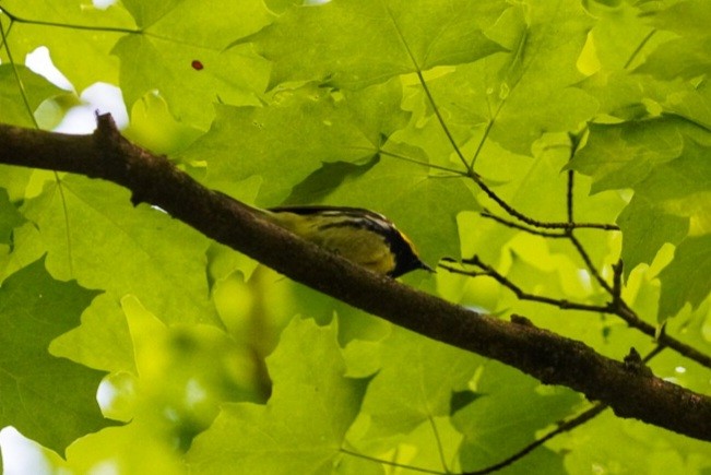 Black-throated Green Warbler - Layne Hagerman