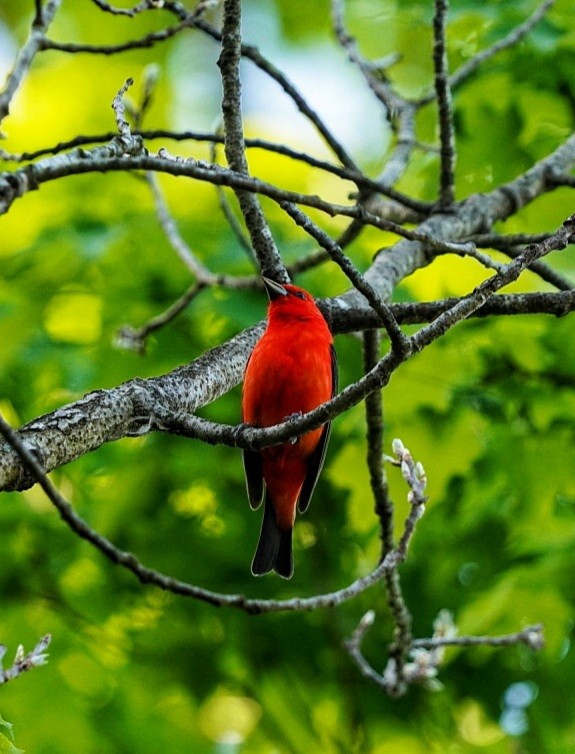 Scarlet Tanager - ML454245111