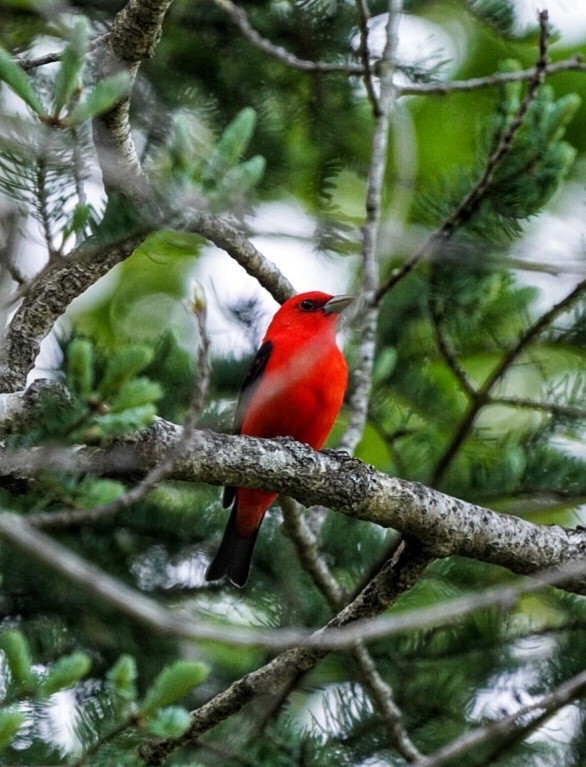Scarlet Tanager - ML454245161