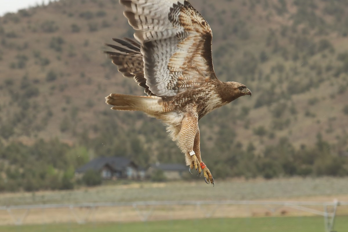 Red-tailed Hawk - ML454248201