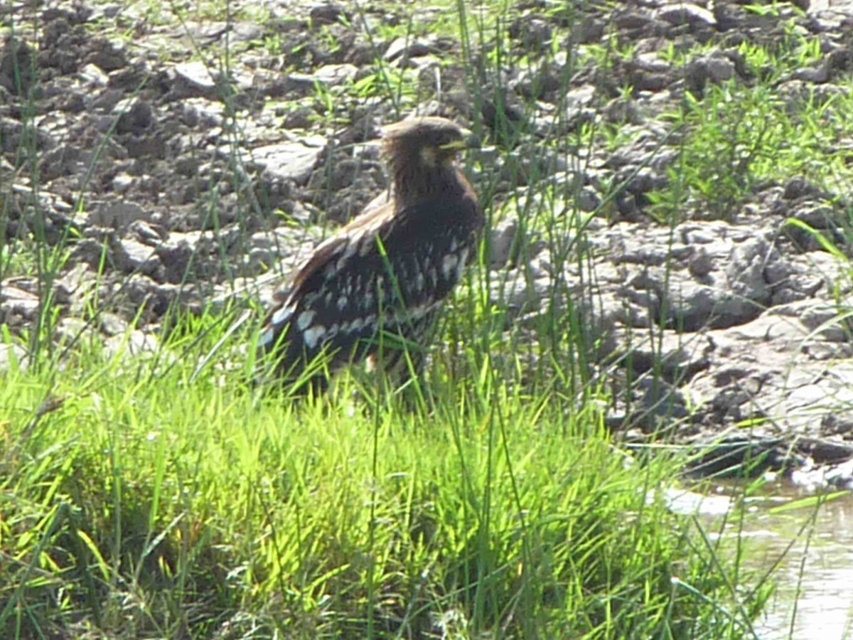 Greater Spotted Eagle - ML45425141