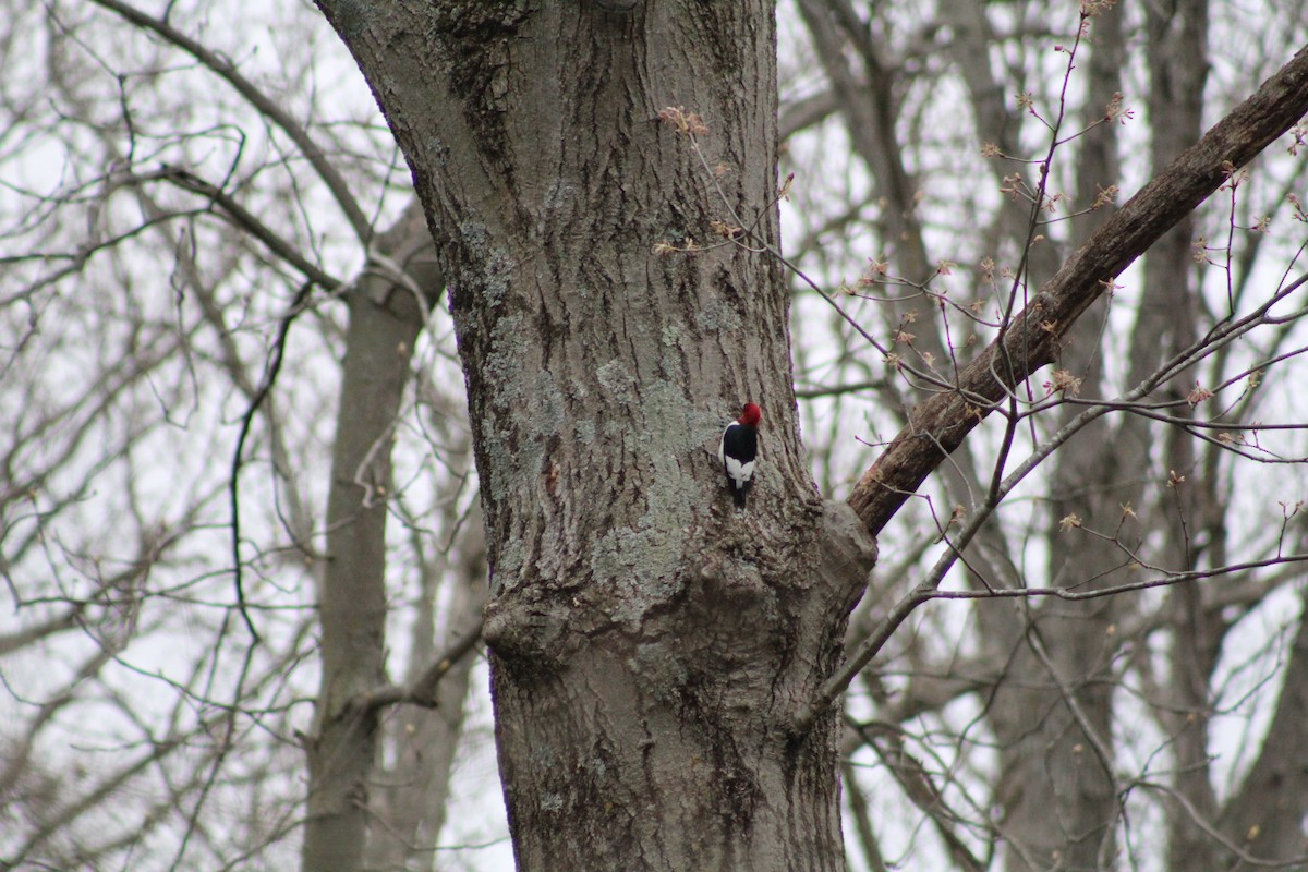 Red-headed Woodpecker - ML454256271