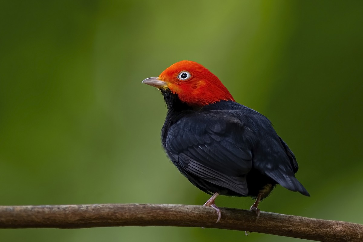 Red-capped Manakin - ML454260281