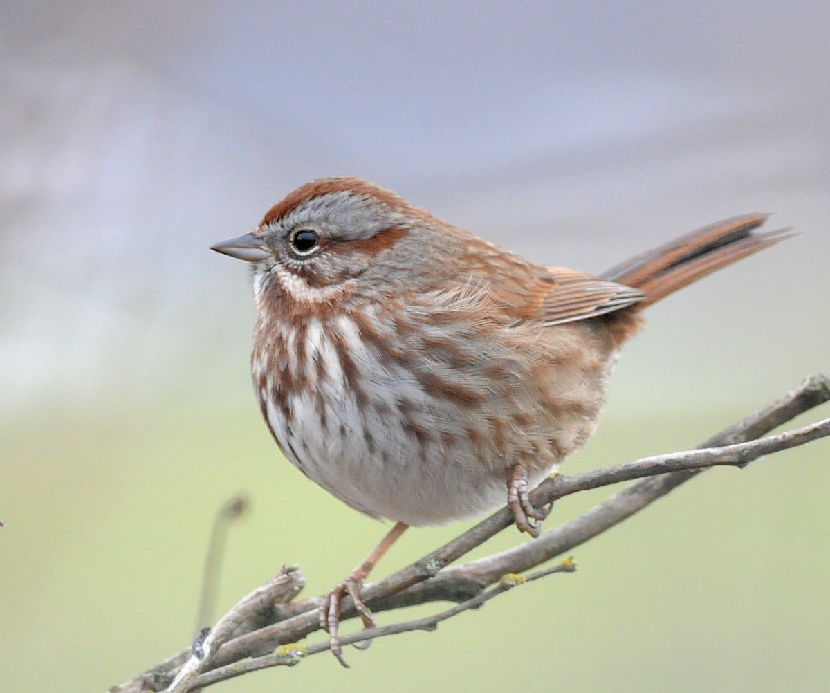Song Sparrow (montana/merrilli) - ML45426141
