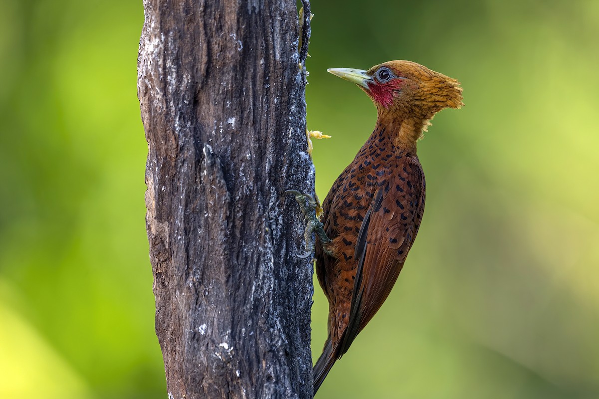 Chestnut-colored Woodpecker - ML454262791